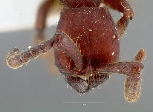 Nomamyrmex esenbeckii - CASENT0006043