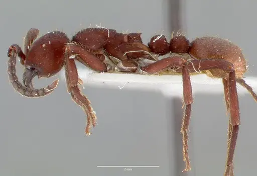 Nomamyrmex esenbeckii - CASENT0006043