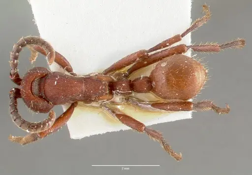 Nomamyrmex esenbeckii - CASENT0006044