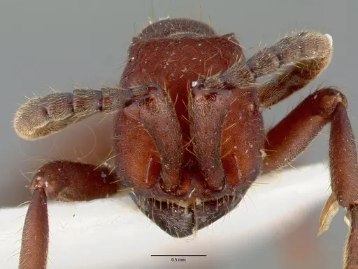 Nomamyrmex esenbeckii - CASENT0006044