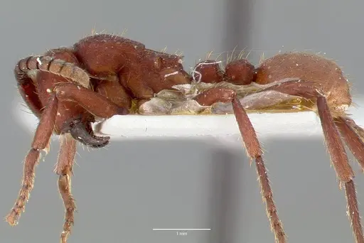 Nomamyrmex esenbeckii - CASENT0006044