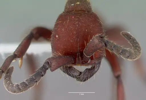 Nomamyrmex esenbeckii - CASENT0010790