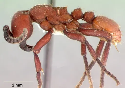 Nomamyrmex esenbeckii - CASENT0010790