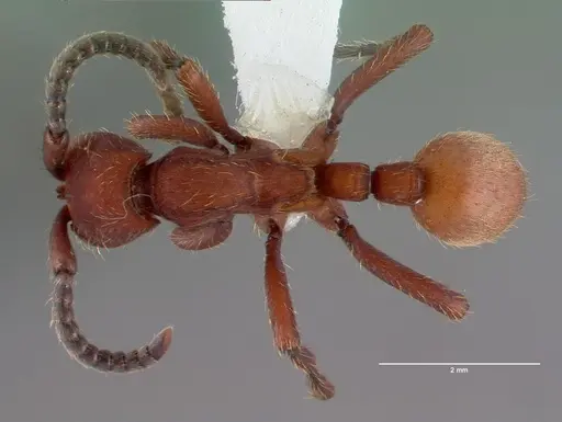 Nomamyrmex esenbeckii - CASENT0010791