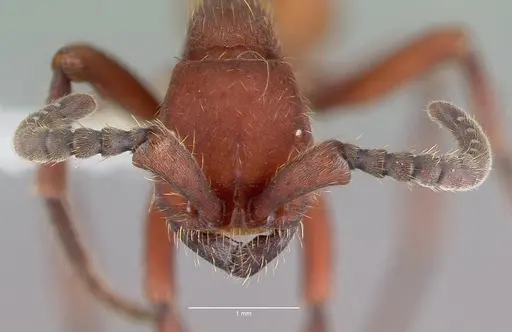 Nomamyrmex esenbeckii - CASENT0010791