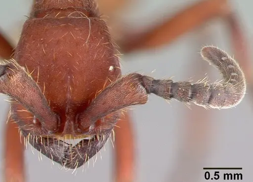 Nomamyrmex esenbeckii - CASENT0010791