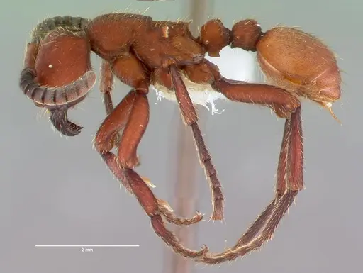 Nomamyrmex esenbeckii - CASENT0010791