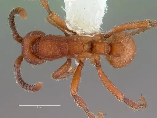 Nomamyrmex esenbeckii - CASENT0010792