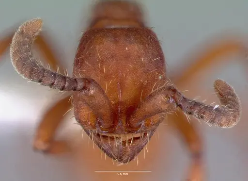 Nomamyrmex esenbeckii - CASENT0010792