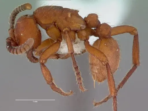 Nomamyrmex esenbeckii - CASENT0010792