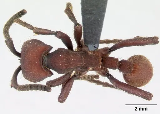 Nomamyrmex esenbeckii - CASENT0052318