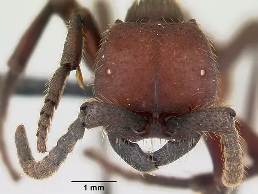 Nomamyrmex esenbeckii - CASENT0052318