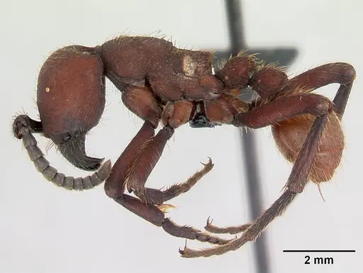 Nomamyrmex esenbeckii - CASENT0052318