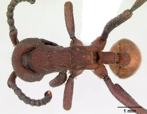 Nomamyrmex esenbeckii - CASENT0173517