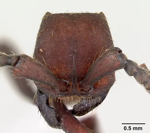 Nomamyrmex esenbeckii - CASENT0173517