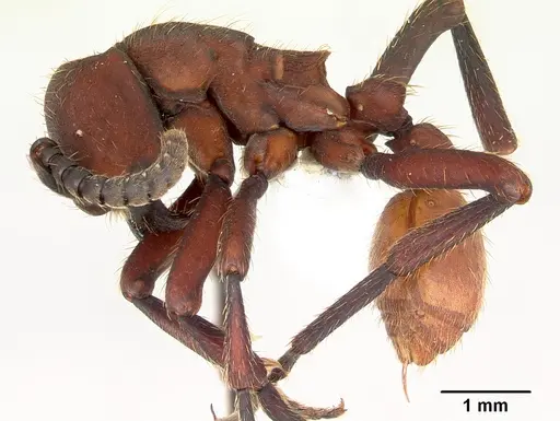 Nomamyrmex esenbeckii - CASENT0173517