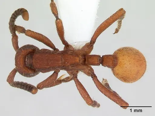 Nomamyrmex esenbeckii - CASENT0173518