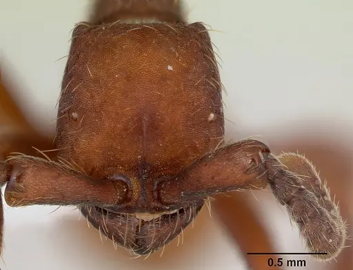 Nomamyrmex esenbeckii - CASENT0173518