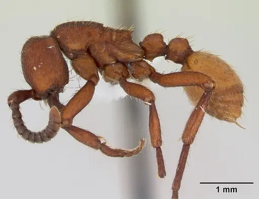 Nomamyrmex esenbeckii - CASENT0173518