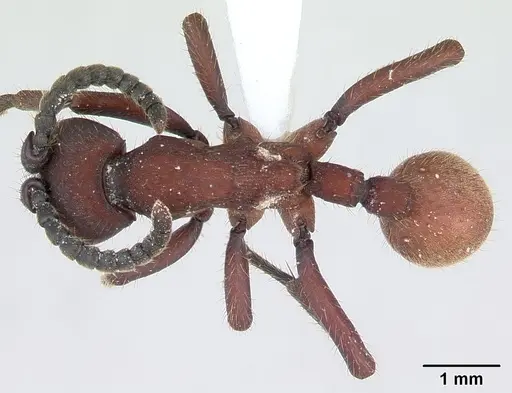 Nomamyrmex esenbeckii - CASENT0173657