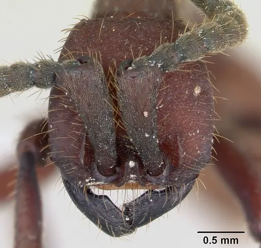 Nomamyrmex esenbeckii - CASENT0173657