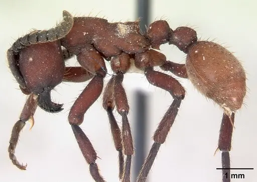 Nomamyrmex esenbeckii - CASENT0173657