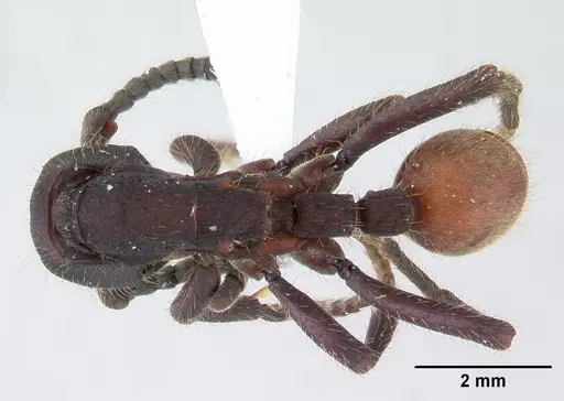 Nomamyrmex esenbeckii - CASENT0178606