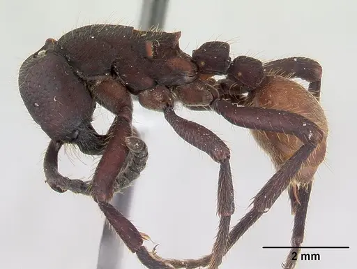 Nomamyrmex esenbeckii - CASENT0178606