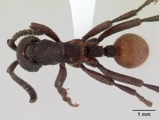 Nomamyrmex esenbeckii - CASENT0178607