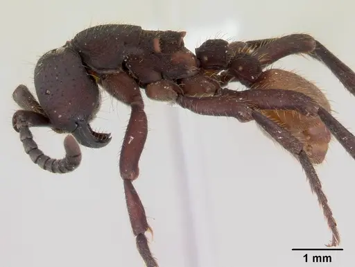 Nomamyrmex esenbeckii - CASENT0178607