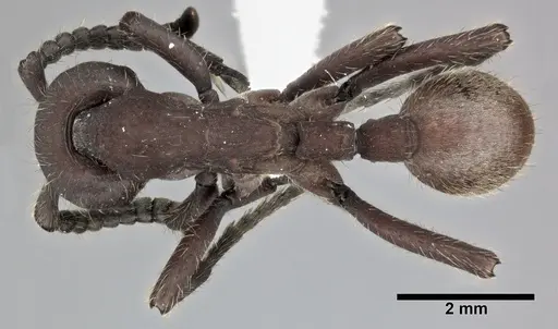 Nomamyrmex esenbeckii - CASENT0246013