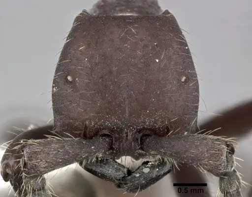 Nomamyrmex esenbeckii - CASENT0246013