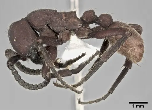 Nomamyrmex esenbeckii - CASENT0246013