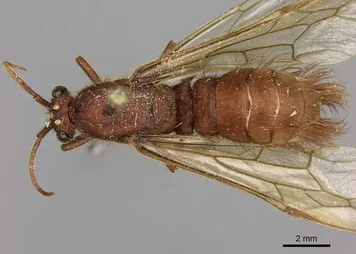 Nomamyrmex esenbeckii - CASENT0248148