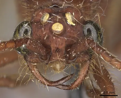 Nomamyrmex esenbeckii - CASENT0248148