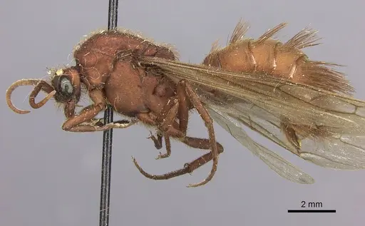 Nomamyrmex esenbeckii - CASENT0248148