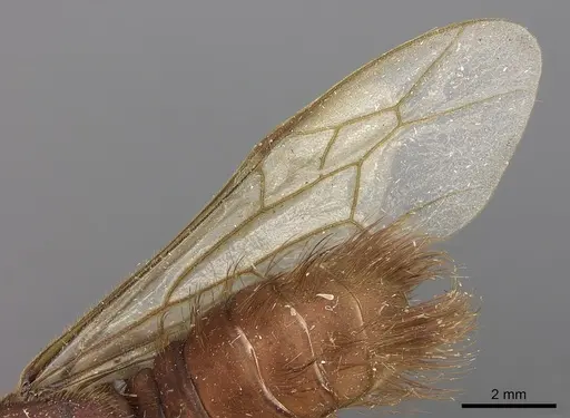 Nomamyrmex esenbeckii - CASENT0248148