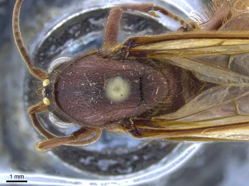 Nomamyrmex esenbeckii - CASENT0650532