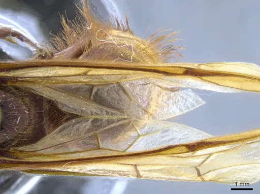 Nomamyrmex esenbeckii - CASENT0650532