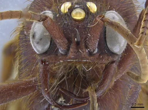 Nomamyrmex esenbeckii - CASENT0650532