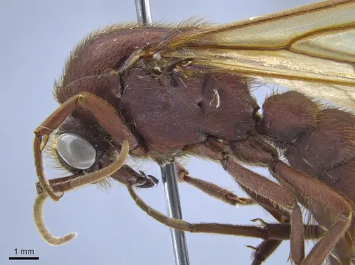 Nomamyrmex esenbeckii - CASENT0650532