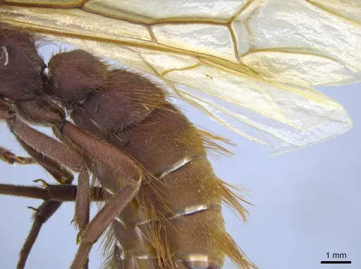 Nomamyrmex esenbeckii - CASENT0650532