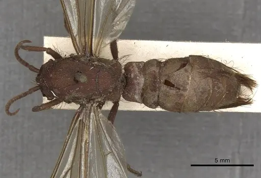 Nomamyrmex esenbeckii - CASENT0901959