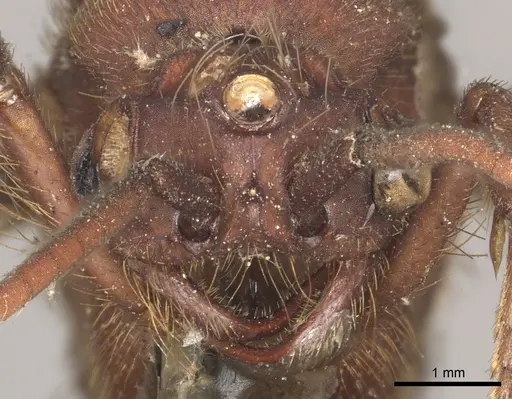 Nomamyrmex esenbeckii - CASENT0901959