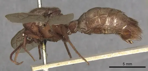 Nomamyrmex esenbeckii - CASENT0901959