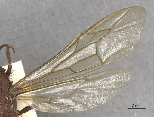 Nomamyrmex esenbeckii - CASENT0901959