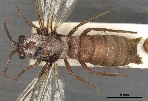 Nomamyrmex esenbeckii - CASENT0901970