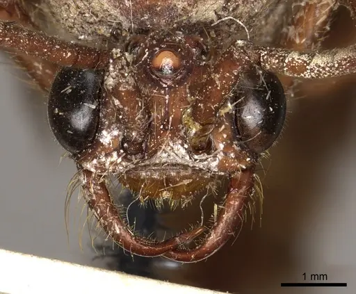 Nomamyrmex esenbeckii - CASENT0901970