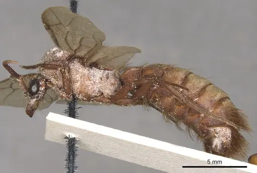 Nomamyrmex esenbeckii - CASENT0901970