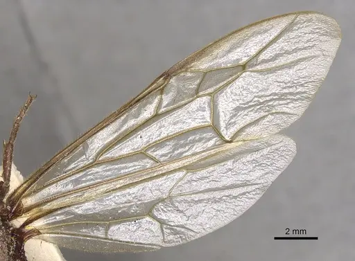 Nomamyrmex esenbeckii - CASENT0901970